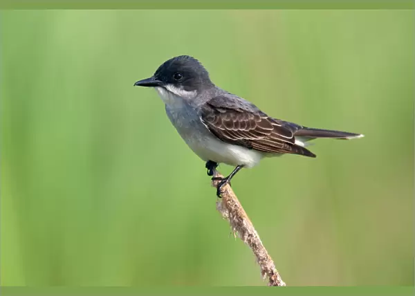 Eastern Kingbird (Tyrannus tyrannus), Texas, USA