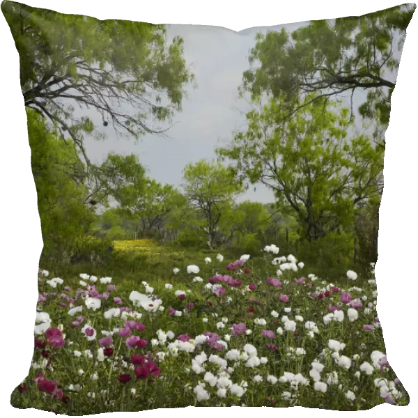 Prickly Poppy (Argemone sp) flowers near Christine, Texas