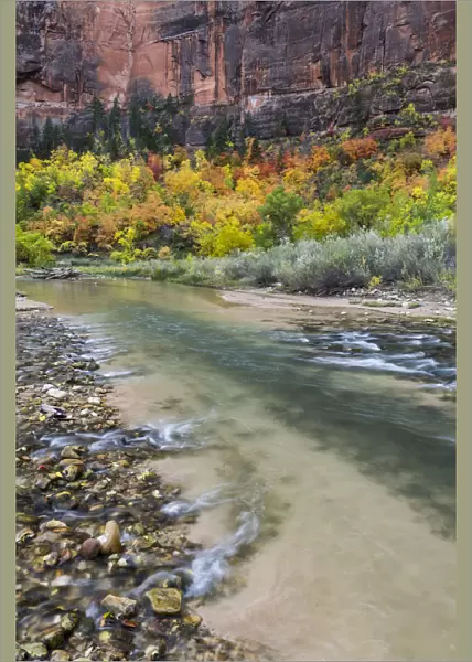 Trees in autumn near river, Virgin River, Zion National Park, Utah