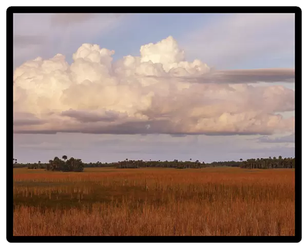 Swamp grassland at sunset, Big Cypress National Preserve, Florida