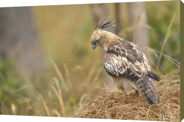 Changeable Hawk Eagle (Spizaetus cirrhatus) perching on dry grass looking for prey