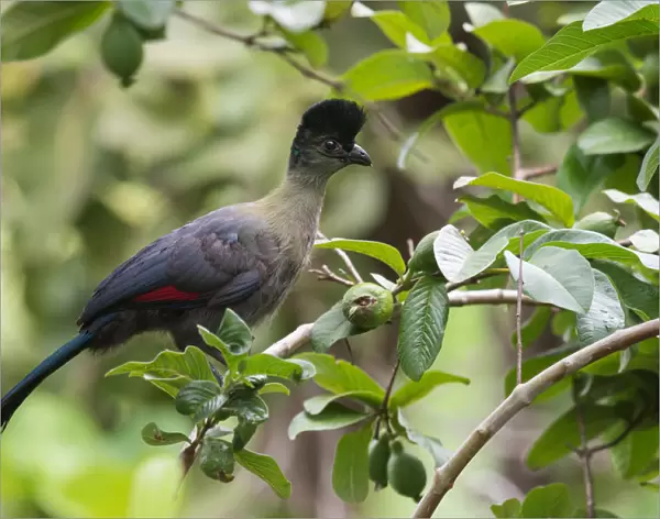 Purple-crested Turaco (Tauraco porphyreolophus) juvenile perched in a guava tree, Malawi
