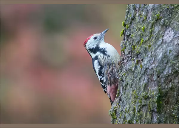 Middle Spotted Woodpecker (Dendrocoptes medius) clinging to a tree, Upper Austria