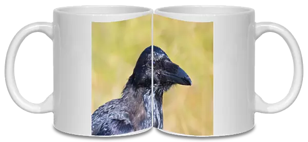 Portrait of a juvenile Raven (Corvus corax), Reynisfjara, Vik, Sudhurland, Iceland