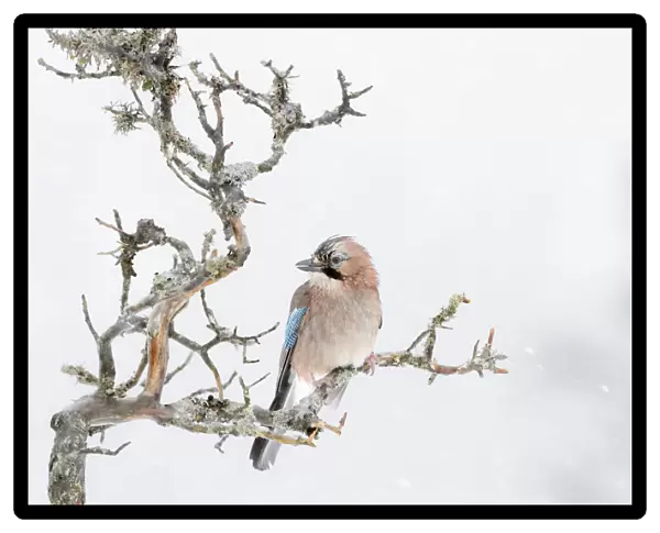 Eurasian Jay (Garrulus glandarius) perched at a branch during blizzard, Flatanger, Norway