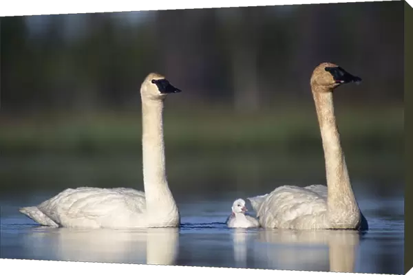 Trumpeter Swan (Cygnus buccinator) mother and father with single chick, North America