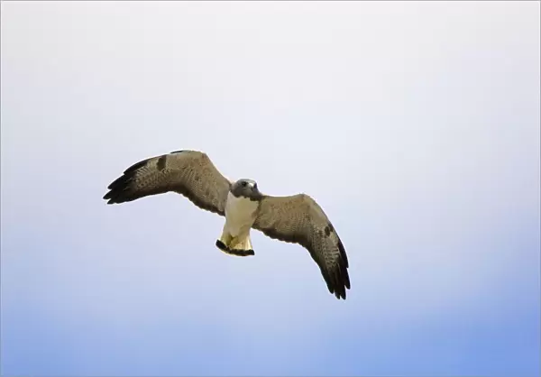 White-tailed Hawk (Buteo albicaudatus) flying, Rio Grande Valley, Texas