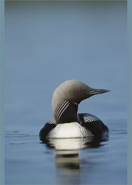 Pacific Loon (Gavia pacifica) on lake, North America