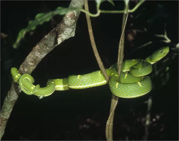 Asian Pit Viper (Trimeresurus sp) coiled in tree, Monteverde Cloud Forest Reserve