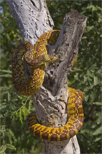 Eastern Glossy Snake (Arizona elegans) in tree, Arizona