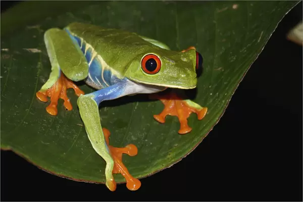 Red-eyed Tree Frog (Agalychnis callidryas), Costa Rica