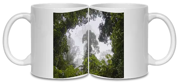 Rainforest overhead, Danum Valley, Malaysia