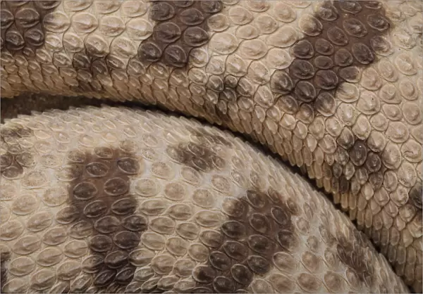 Close-up of the scales of a Horned Viper (Cerastes cerastes)