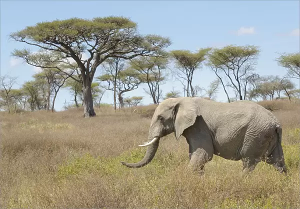African elephant (Loxodonta africana) walking in African landscape, Seregeti national park