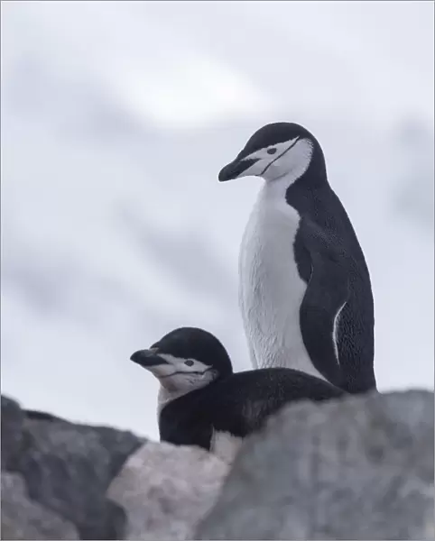 Chinstrap Penguin (Pygoscelis antarcticus) couple, Half Moon Island, Antarctica