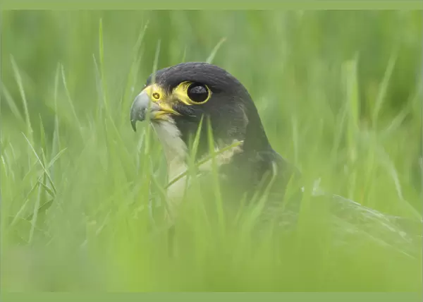 Portrait of a Peregrine Falcon (Falco peregrinus), Noord-Brabant, The Netherlands