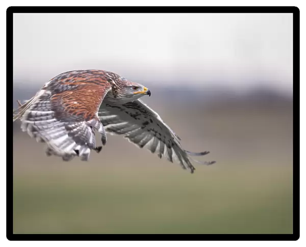 Ferruginous Hawk (Buteo Regalis) in flight above a meadow, Gelderland, the Netherlands