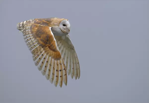 Barn Owl (Tyto Alba) adult in flight, Heerde, Gelderland, the Netherlands