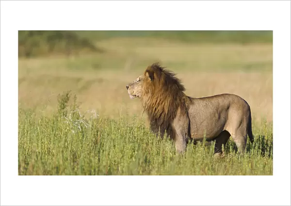 A large male Lion (Panthera leo) surveys the open plains of Duba island, Botswana