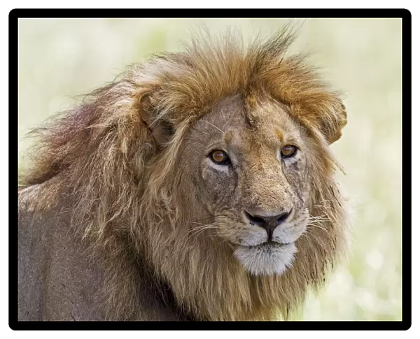 Big male Lion (Panthera leo) portrait, Tanzania, Tarangire National Park