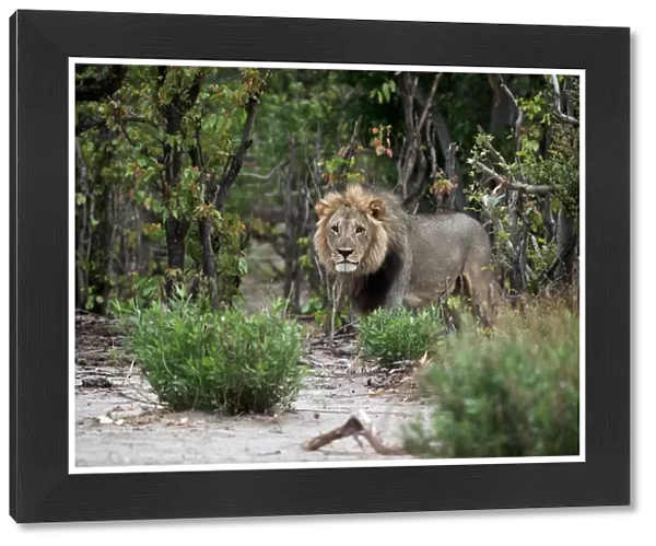 Male Lion (Panthera leo) coming from out the bushes, Botswana, Savuti Camp