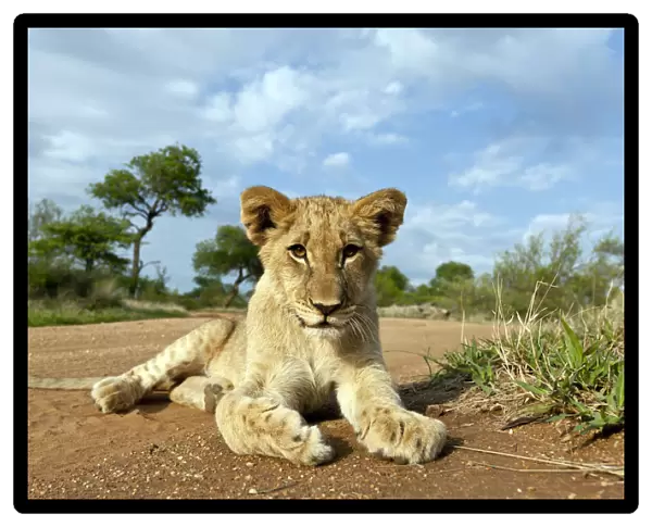 Lion (Panthera leo) cub lying on the ground, South Africa, Hoedspruit, Kruger Park