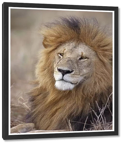 Portrait of a resting male Lion (Panthera leo), Kenia, Narok County