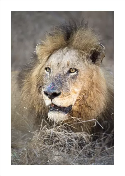Lion (Panthera leo) dominant male resting and staring, South Africa, mpumalanga