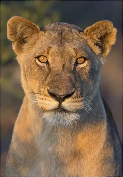 Portrait of a lion (Panthera leo) female, South Africa, Limpopo, Kruger National Park