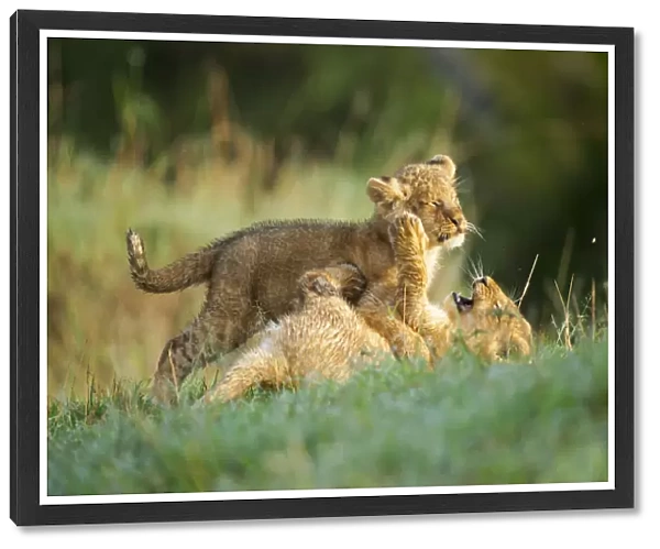 Two lion (Panthera leo) cubs playing in green grass during early morning, Kenya