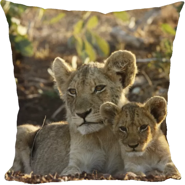 Lion (Panthera leo) cubs, South Africa, Mpumalanga, Kruger National Park