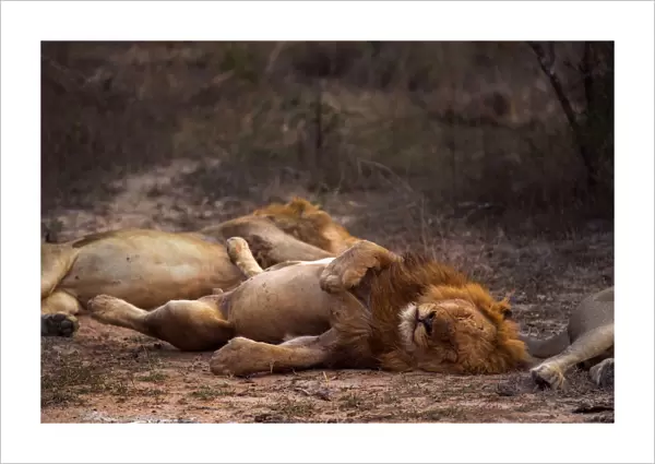 A male lion (Panthera leo) sleeping near members of his pride, Limpopo, South Africa