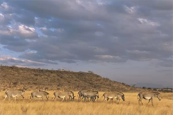 Grevyaes zebras (Equus grevyi) on the move, Kenya, Samburu National Reserve