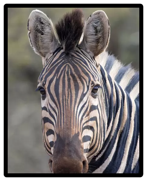 Portrait of a Plains Zebra (Equus quagga), South africa, Limpopo, Kruger National Park