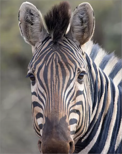 Portrait of a Plains Zebra (Equus quagga), South africa, Limpopo, Kruger National Park