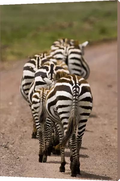 Zebra (Equus quagga) group of walking zebras, Ngorongoro Conservation Area, Tanzania
