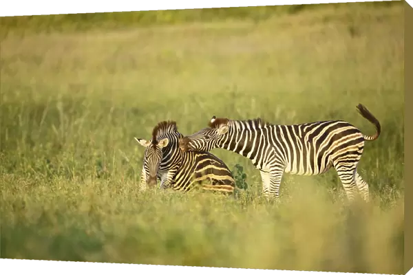 Common Zebra (Equus quagga) adults playing, Kruger National Park, Limpopo, South Africa