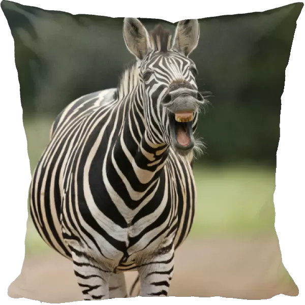 Plains Zebra (Equus quagga) adult yawning, Kruger National Park, Mpumalanga, South Africa