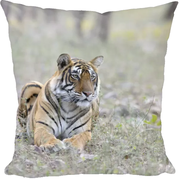 Bengal Tiger(Panthera tigris tigris) lying in grass with trees in background, India