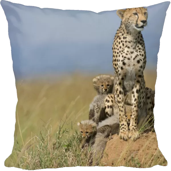 Cheetah (Acinonyx jubatus) adult with cubs, browsing the surroundings, Kenya