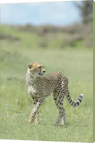 Cheetah (Acinonix jubatus) walking on savanna, Msai Mara National Reserve, Kenya
