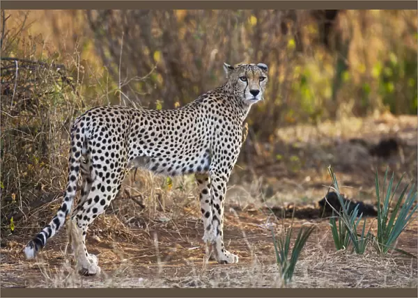 Cheetah (Acinonyx jubatus) standing in habitat, Kenya, Samburu
