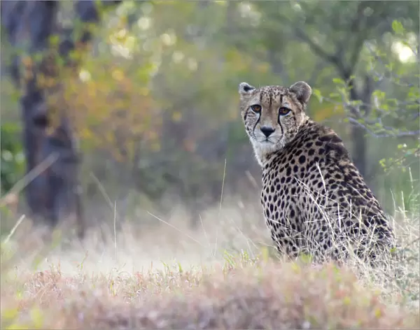 Cheetah (Acinonyx jubatus) sitting in habitat, South Africa, Limpopo