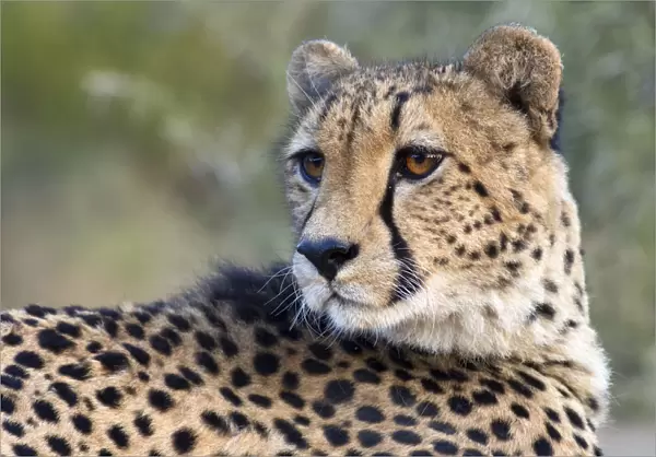 Cheetah (Acinonyx jubatus) portrait, South Africa, Limpopo, Kruger National Park