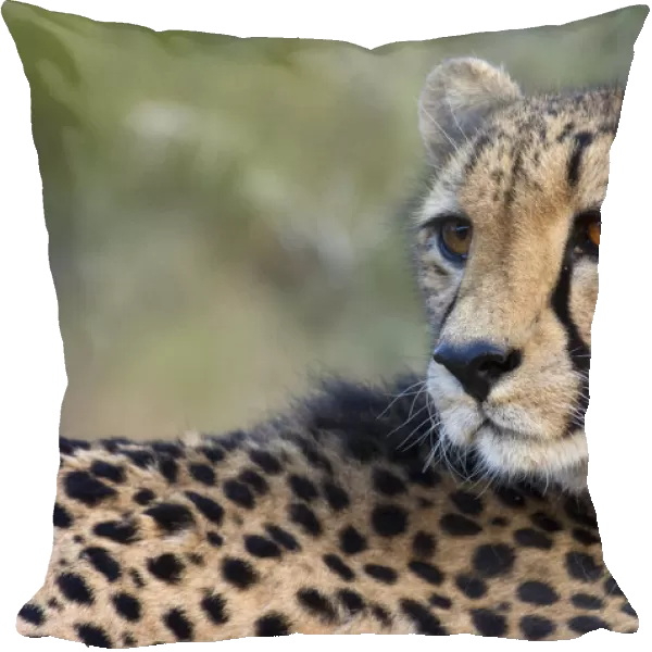Cheetah (Acinonyx jubatus) portrait, South Africa, Limpopo, Kruger National Park