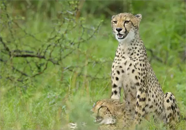 Two Cheetahs (Acinonyx jubatus) are resting in grassland, South Africa, Limpopo