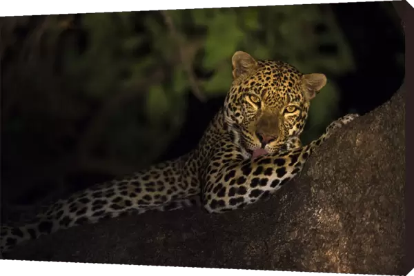 Leopard (Panthera pardus) at night lying in the tree at night