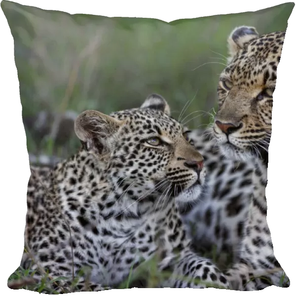 Leopard ( Panthera pardus ) female with her cub in Sabi Sands Game Reserve