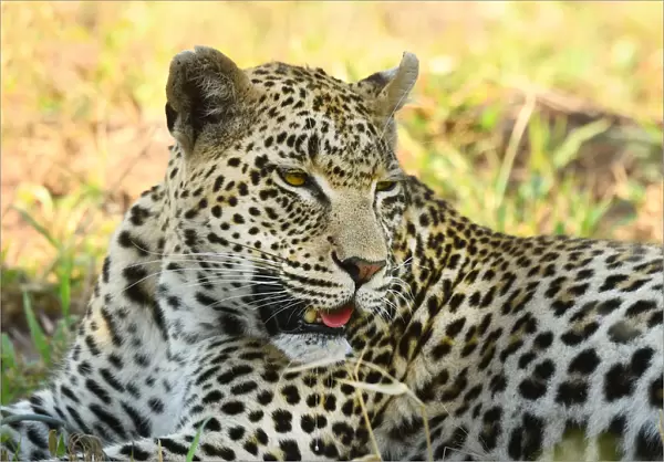 Leopard (Panthera pardus) portrait in close up, Londolozi Game Reserve, South Africa