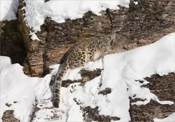Snow Leopard (Panthera uncia) adult standing on rock face, Montana, USA